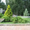 Озеленение участка Красногорск